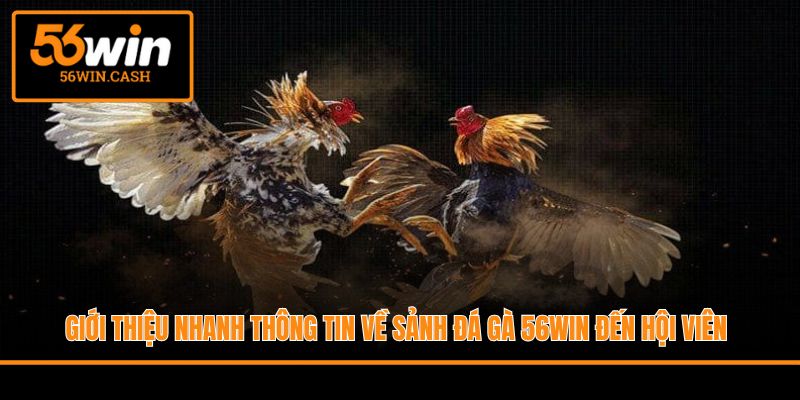 Giới thiệu nhanh thông tin về sảnh đá gà 56WIN đến hội viên