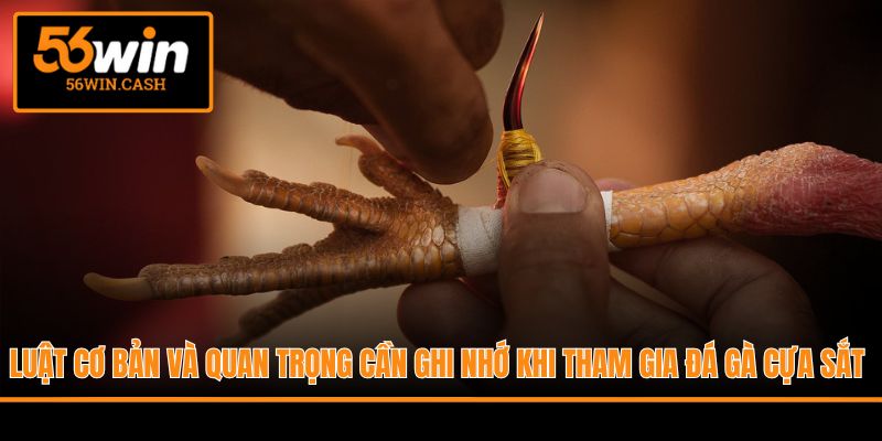 Luật cơ bản và quan trọng cần ghi nhớ khi tham gia đá gà cựa sắt